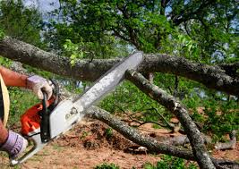 King Arthur Park, MT  Tree Services Company